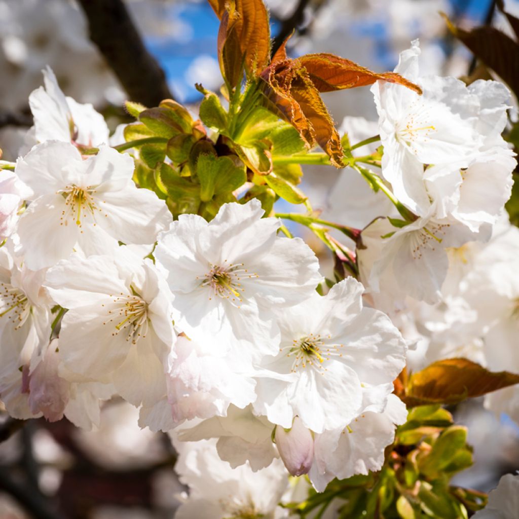 Prunus serrulata Tai haku - Japanese Cherry