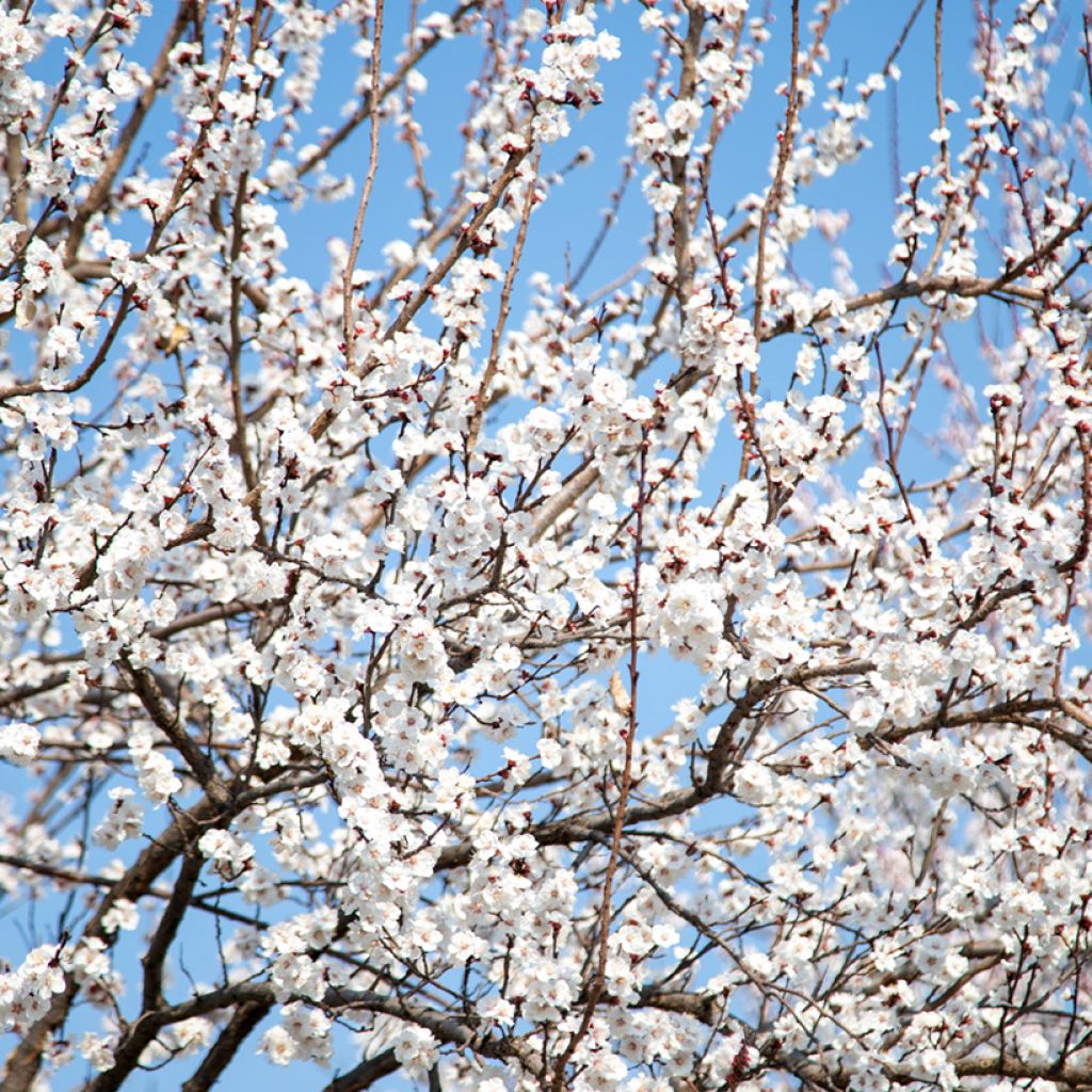 Prunus serrulata Tai haku - Japanese Cherry