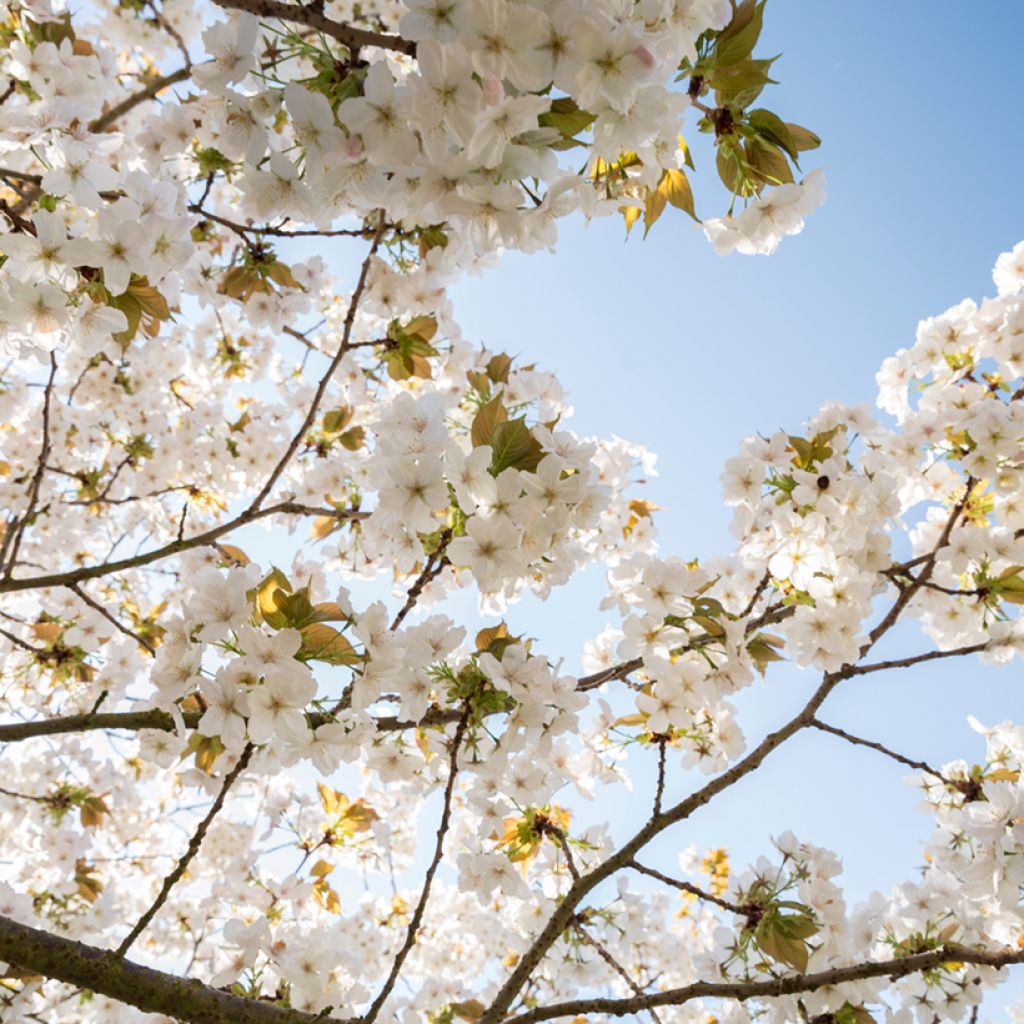 Prunus serrulata Tai haku - Japanese Cherry