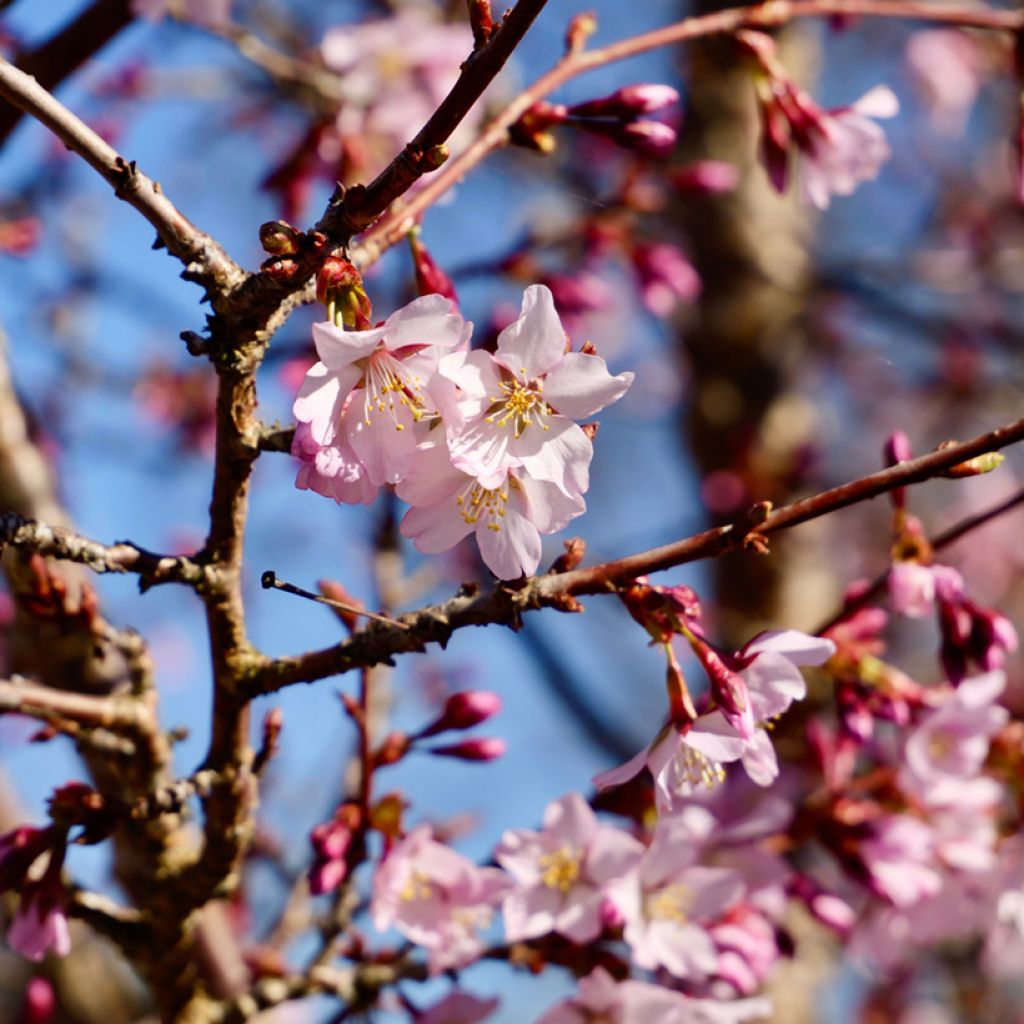 Prunus nipponica var. kurilensis Ruby - Kuril Cherry