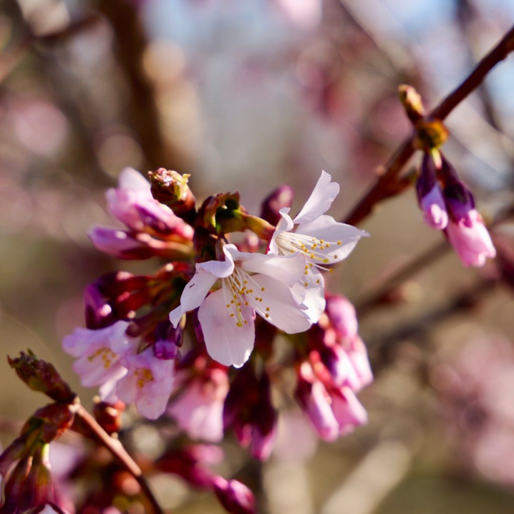 Prunus nipponica var. kurilensis Ruby - Kuril Cherry