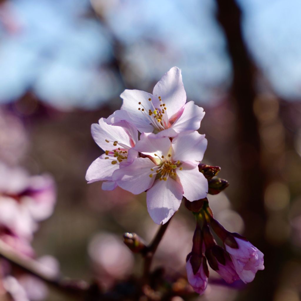 Prunus nipponica var. kurilensis Ruby - Kuril Cherry