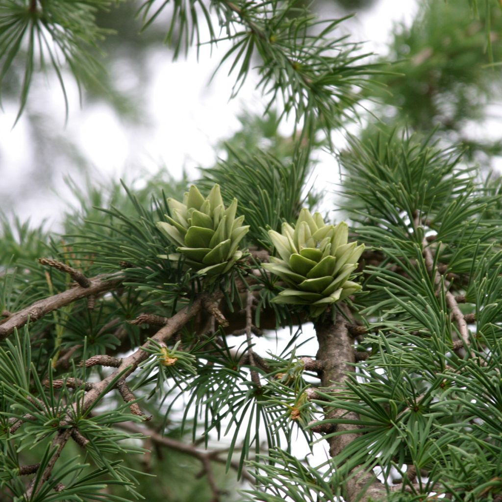 Pseudolarix amabilis - Golden Larch