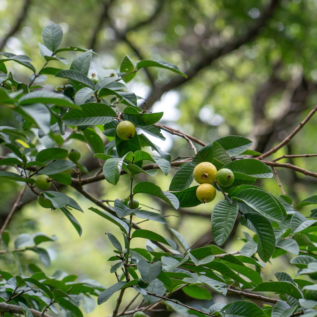 Psidium guajava Limon