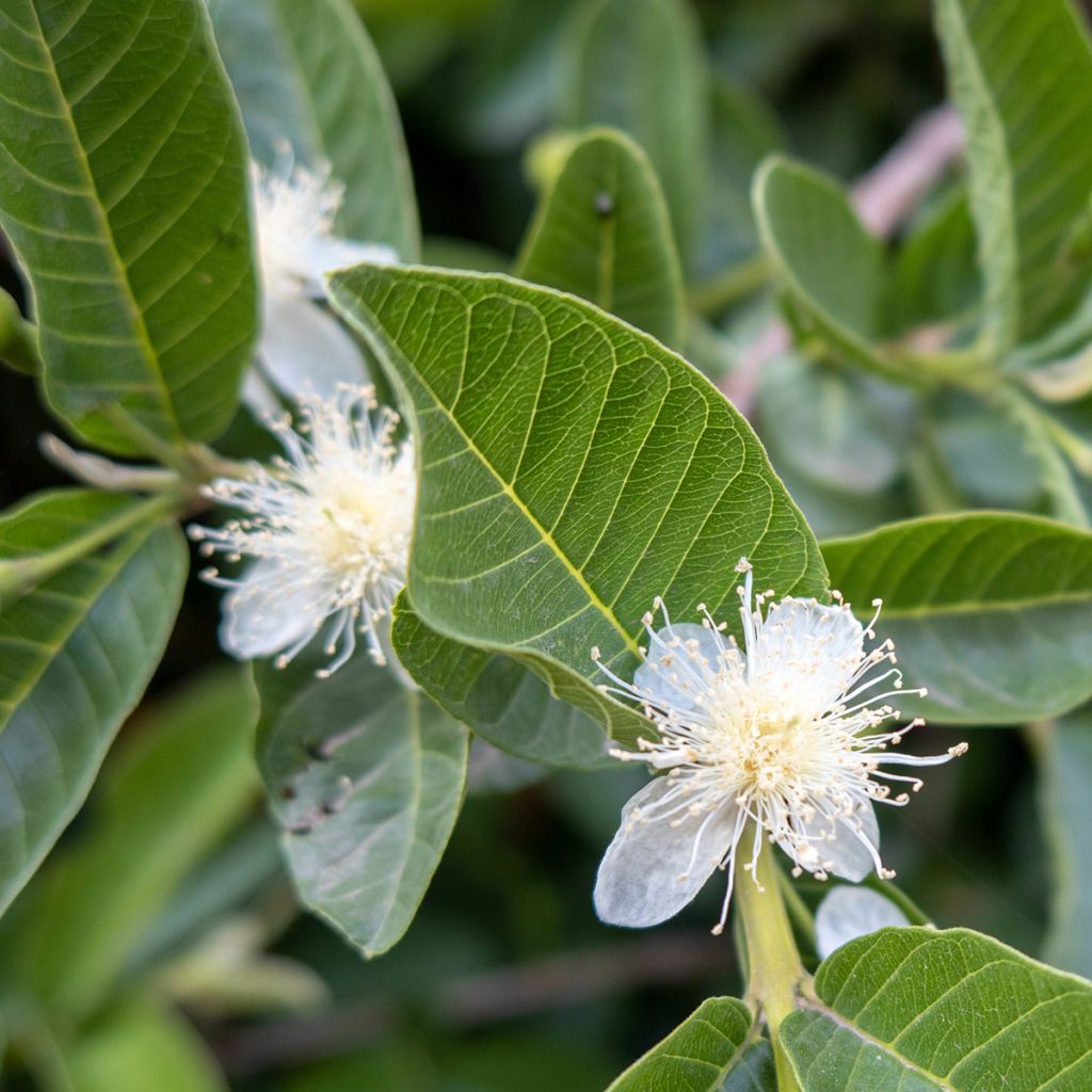 Psidium guajava Limon