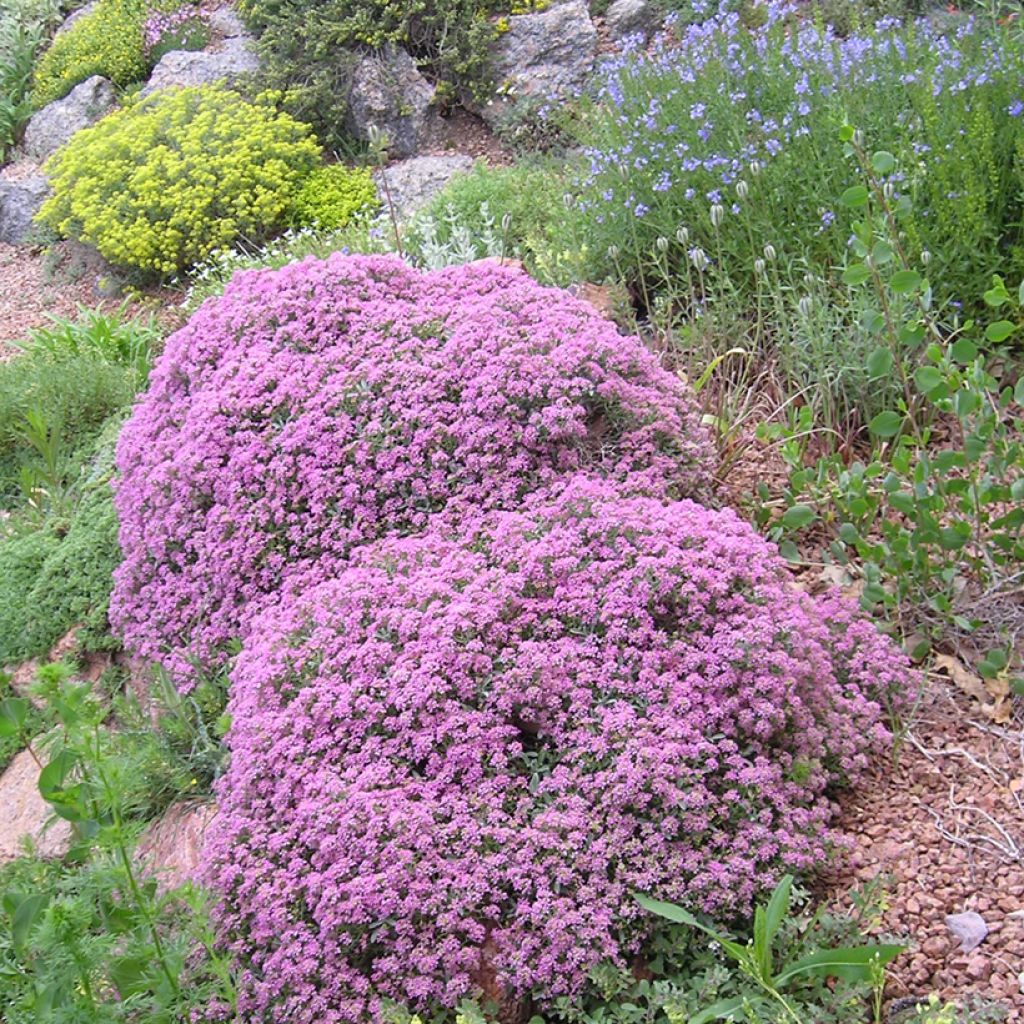 Ptilotrichum spinosum Rubrum