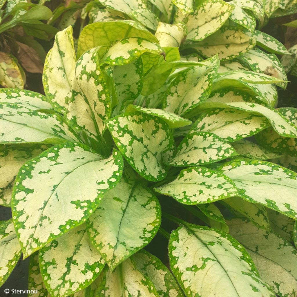 Pulmonaria Moonshine - Lungwort