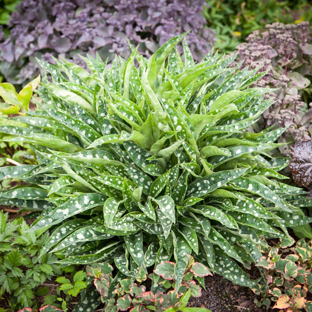 Pulmonaria saccharata Silver Bouquet - Lungwort