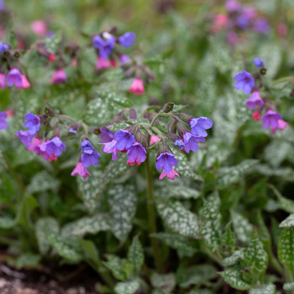 Pulmonaria saccharata Silver Bouquet - Lungwort