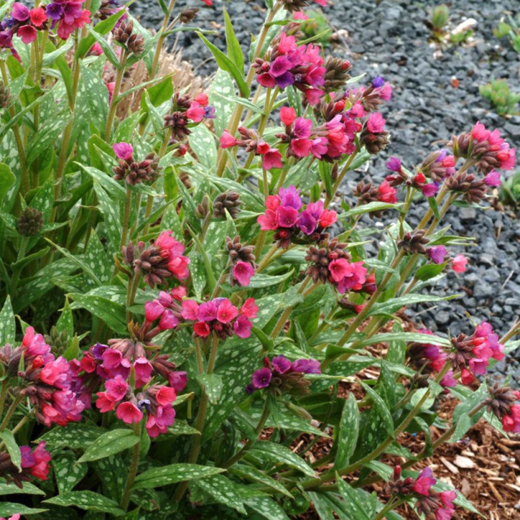 Pulmonaria Raspberry Splash - Lungwort