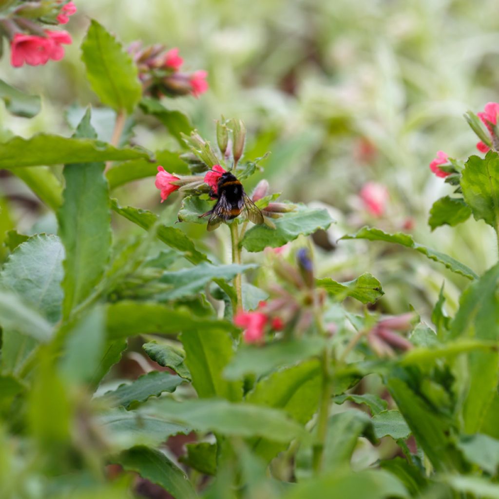 Pulmonaria rubra - Lungwort