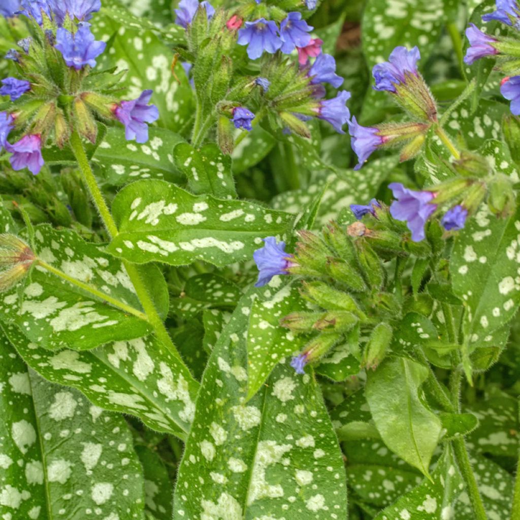 Pulmonaria Trevi Fountain - Lungwort