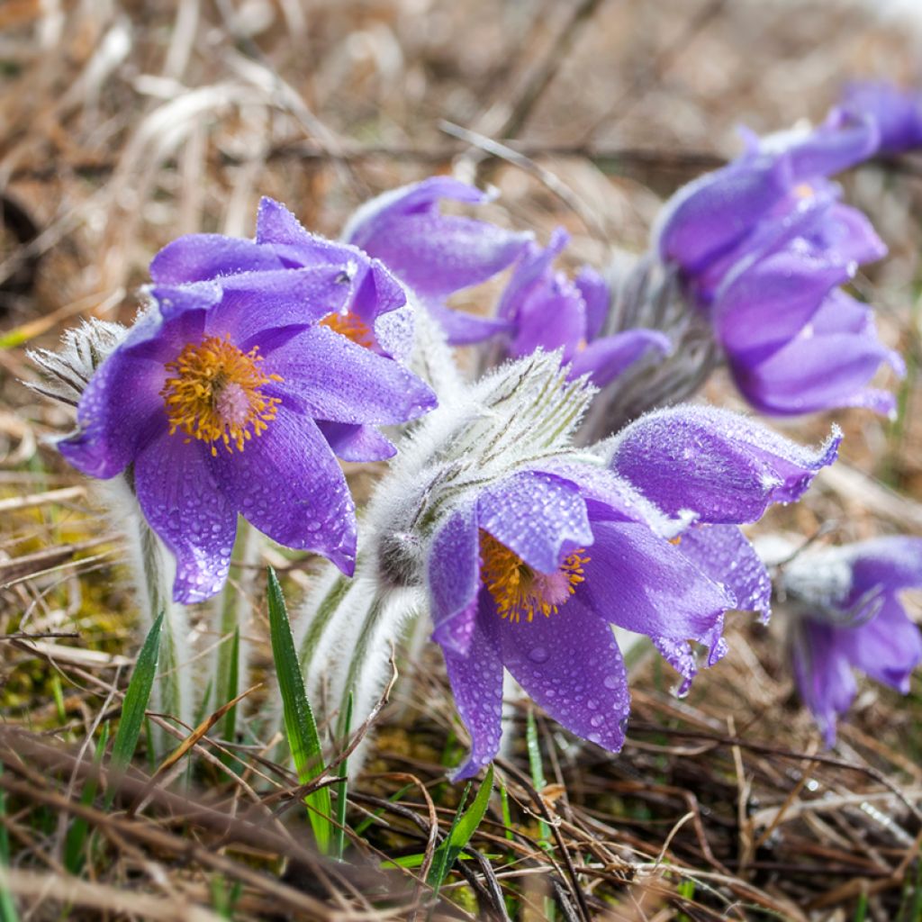 Pulsatilla patens 