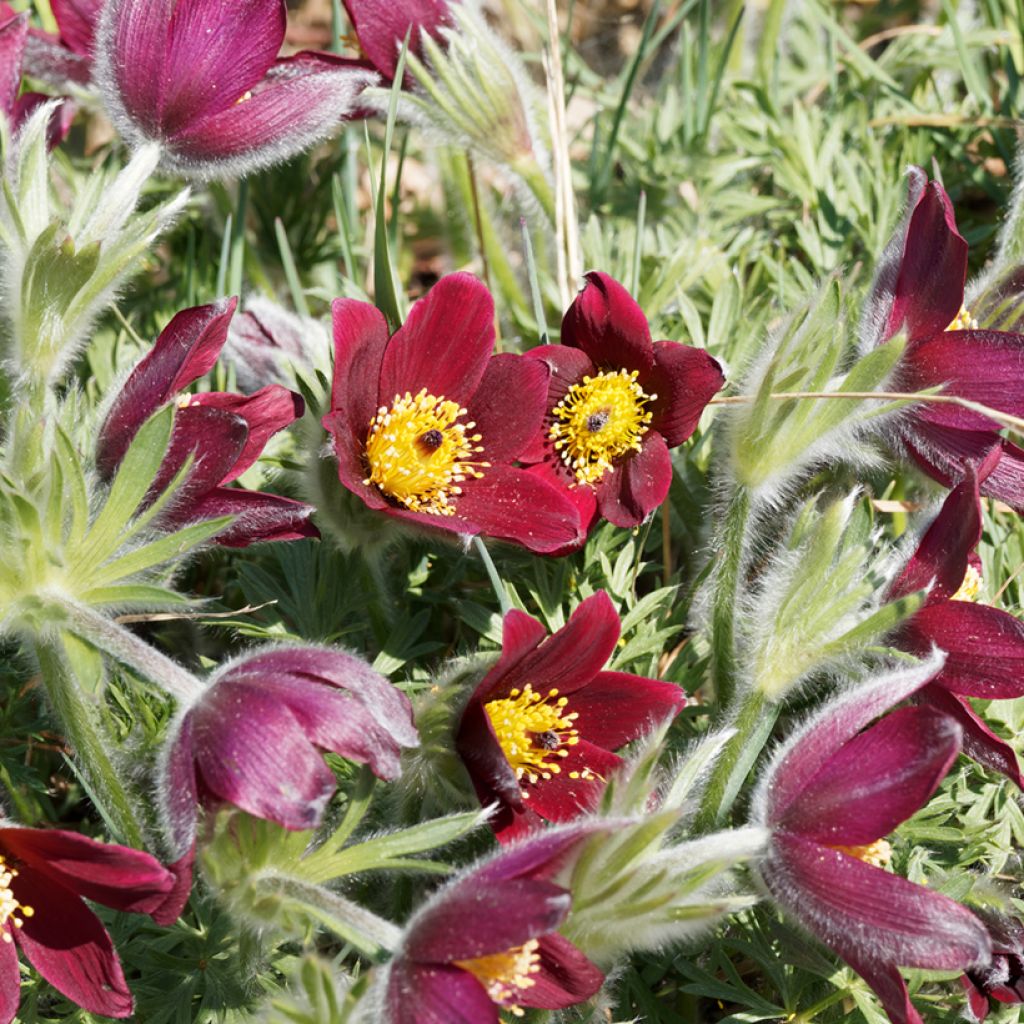 Pulsatilla vulgaris Röde Klokke - Pasqueflower