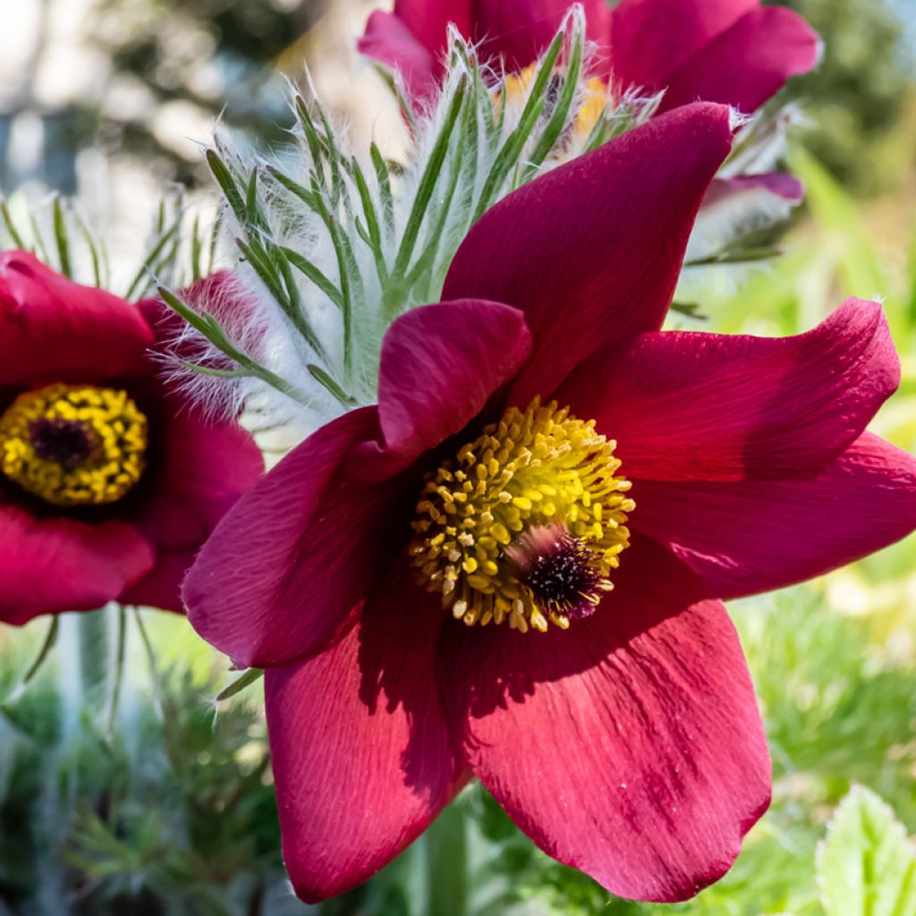 Pulsatilla vulgaris Röde Klokke - Pasqueflower