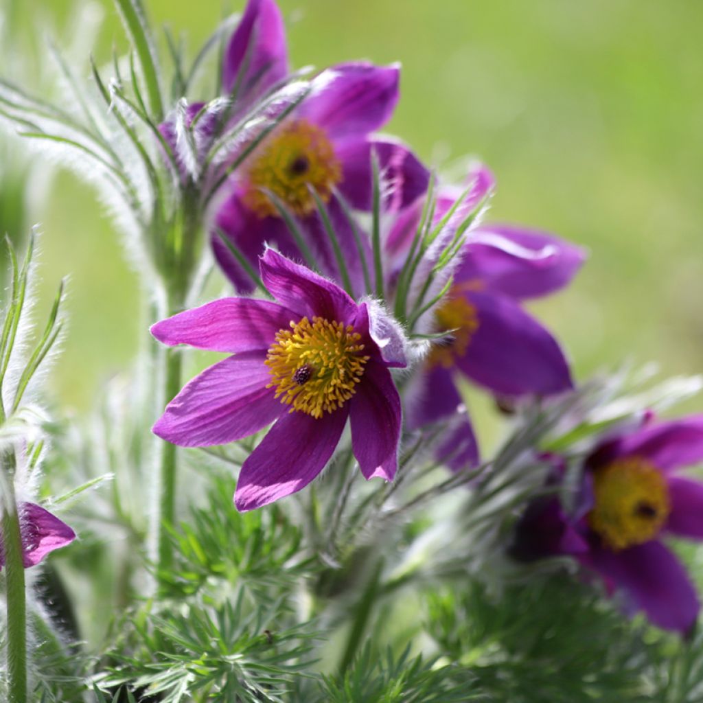 Pulsatilla vulgaris Violet - Pasqueflower