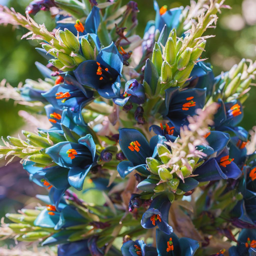 Puya alpestris