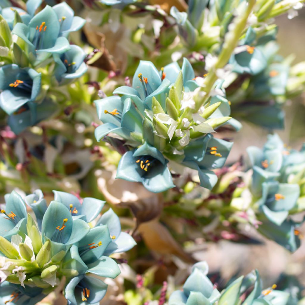 Puya berteroniana