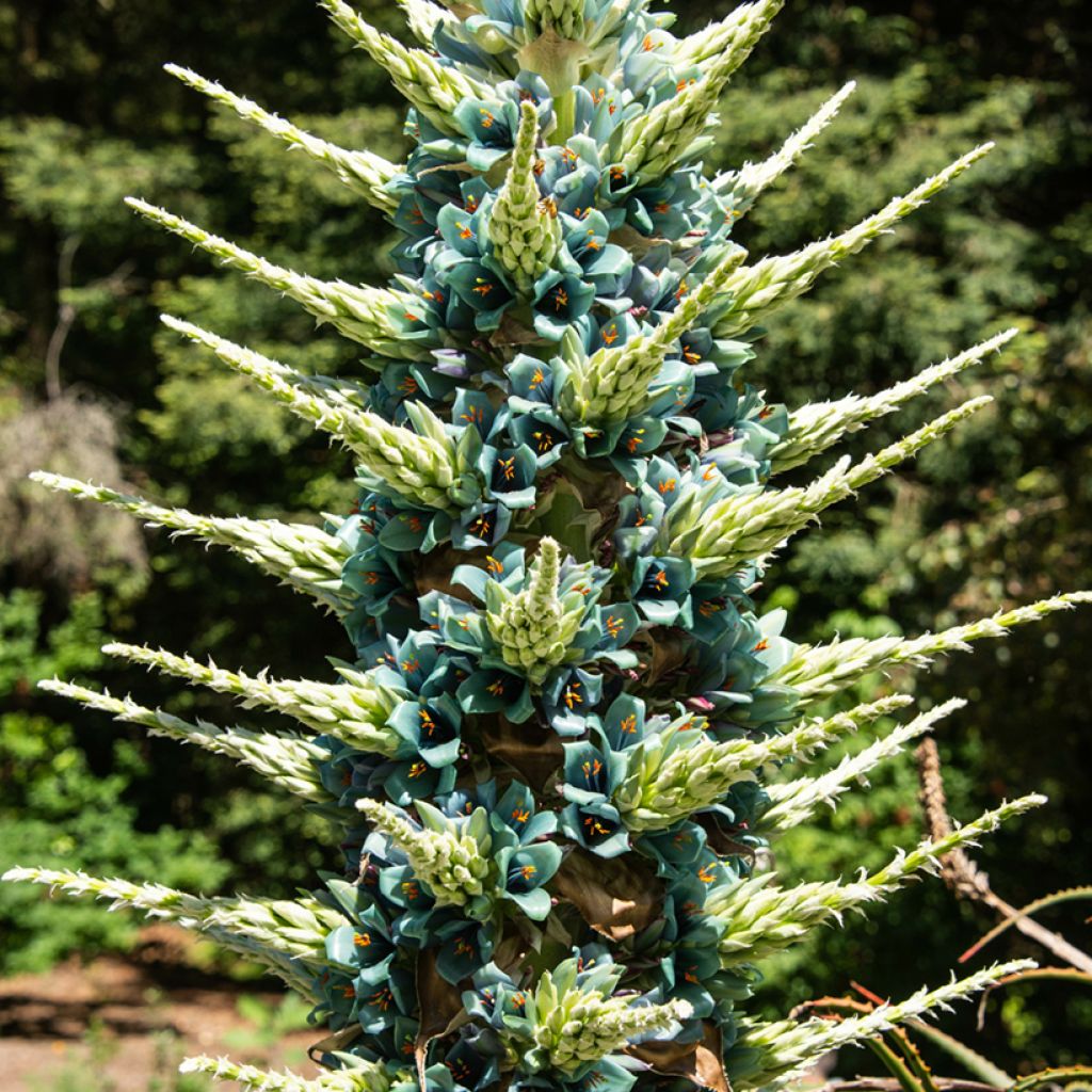 Puya berteroniana