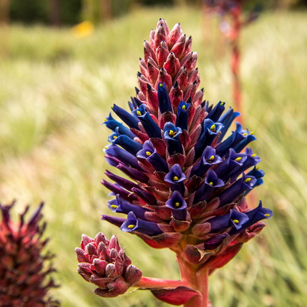 Puya venusta