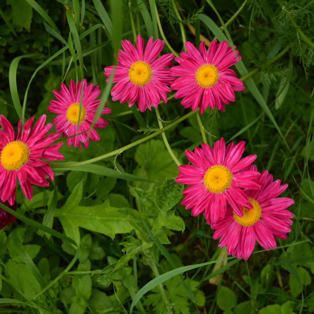 Tanacetum coccineum Robinsons Red