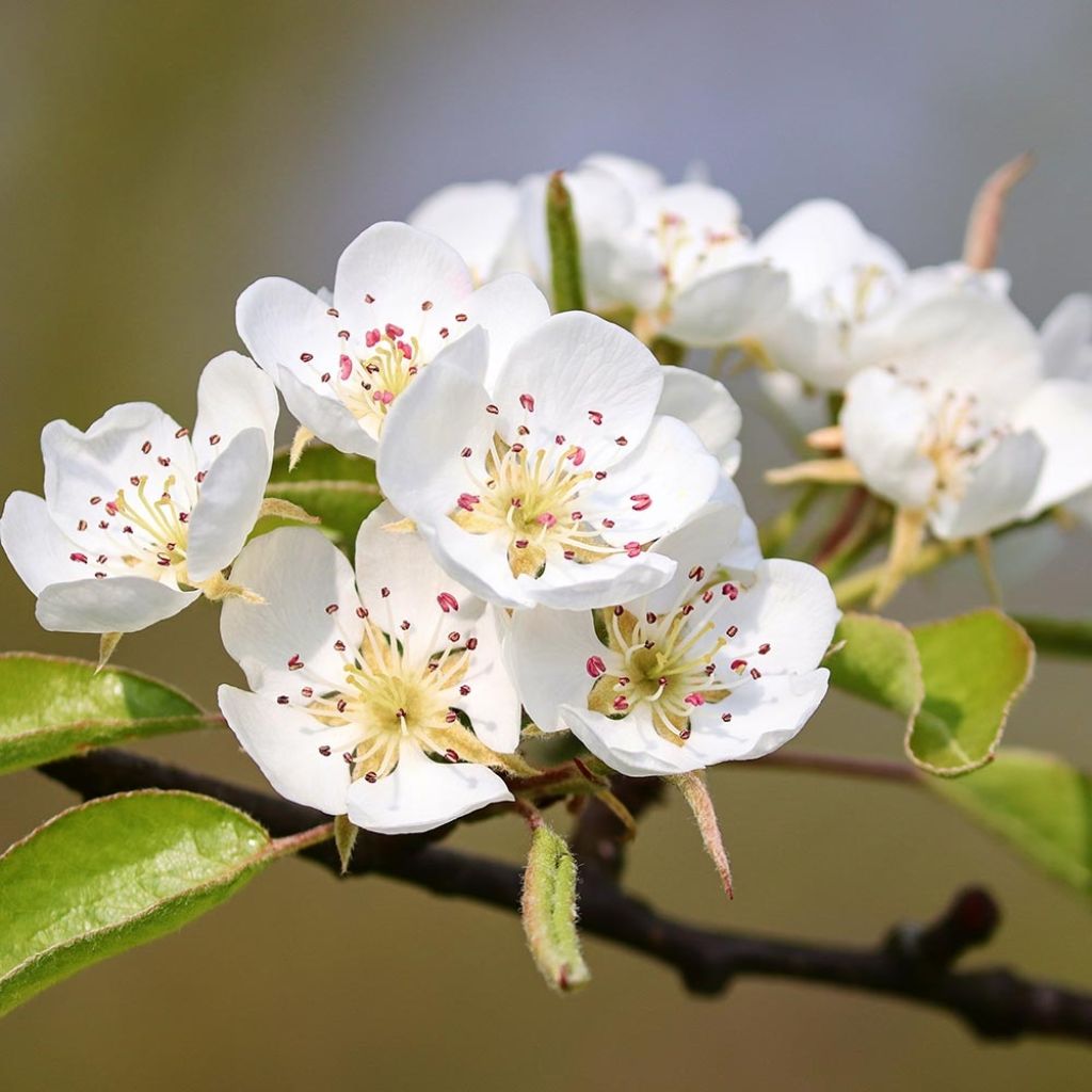 Pyrus pyraster 