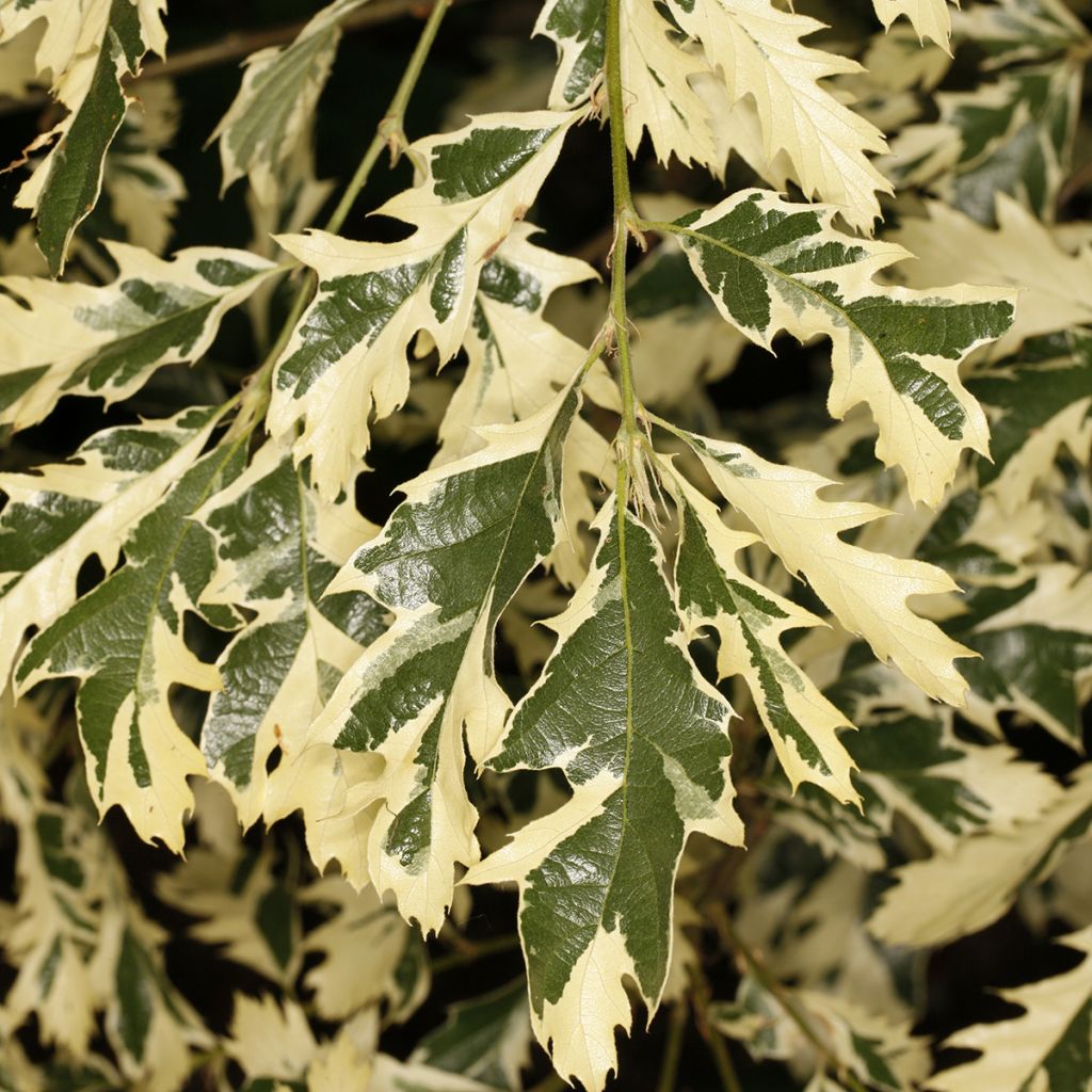 Quercus cerris Variegata - Oak