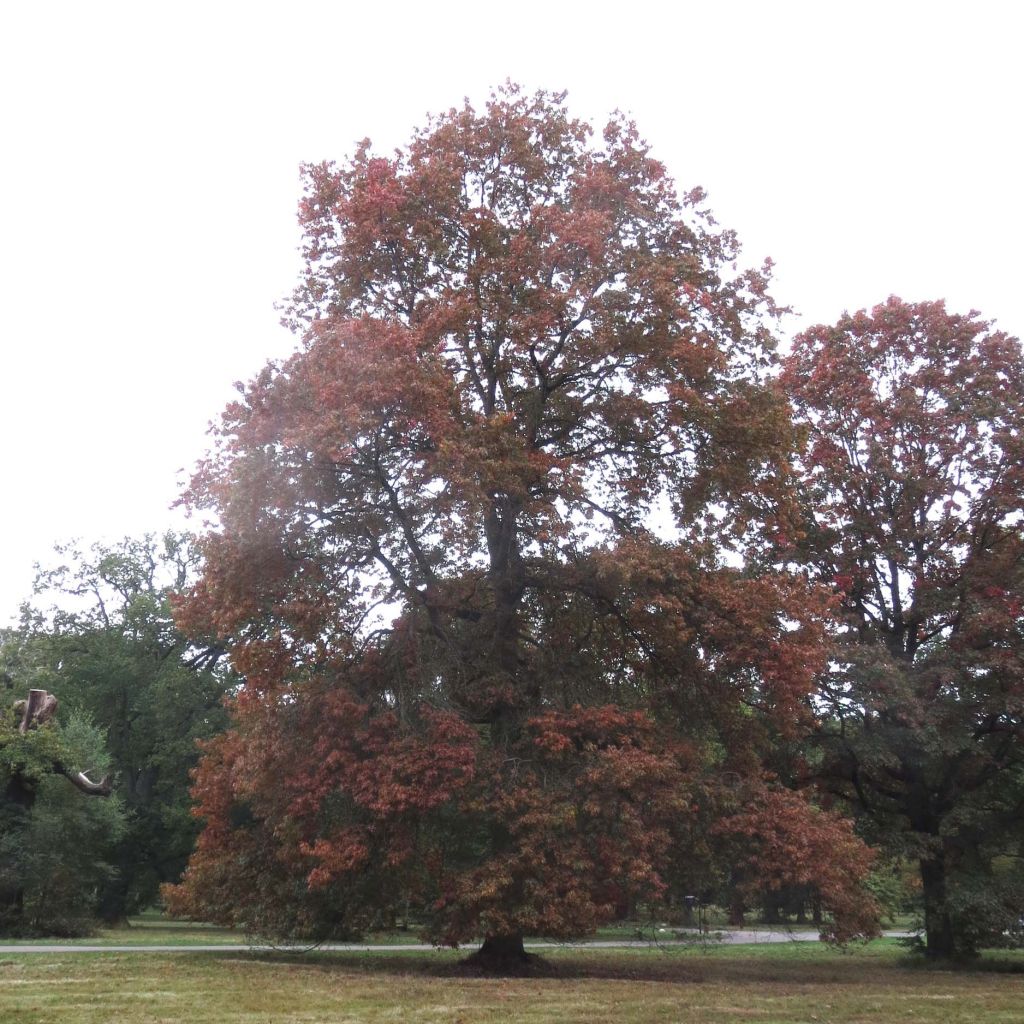 Chêne écarlate - Quercus coccinea Splendens