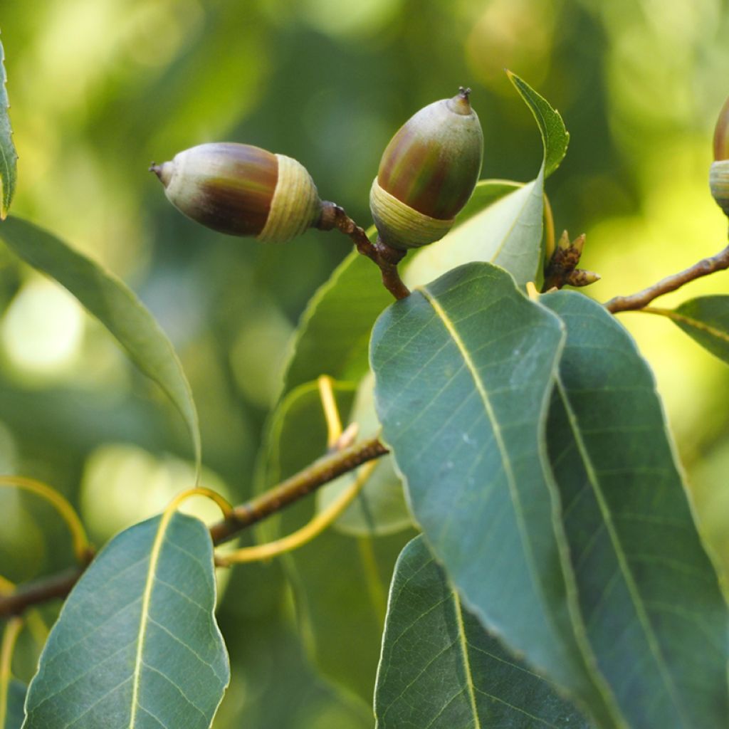 Quercus myrsinifolia