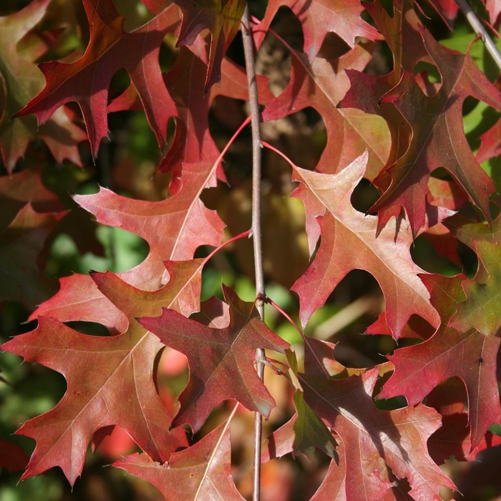 Quercus palustris Isabel - Pin Oak