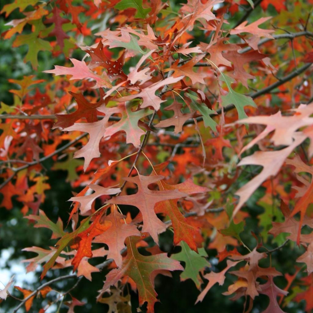 Quercus palustris Isabel - Pin Oak