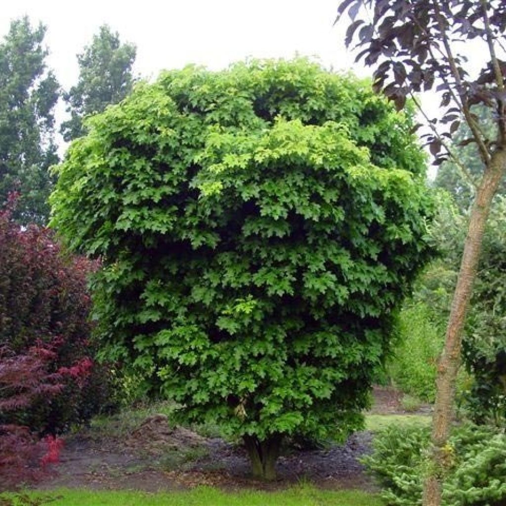 Quercus palustris Isabel - Pin Oak