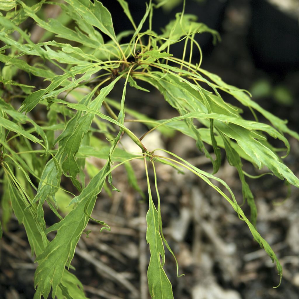 Quercus petraea Insecata - Sessile Oak