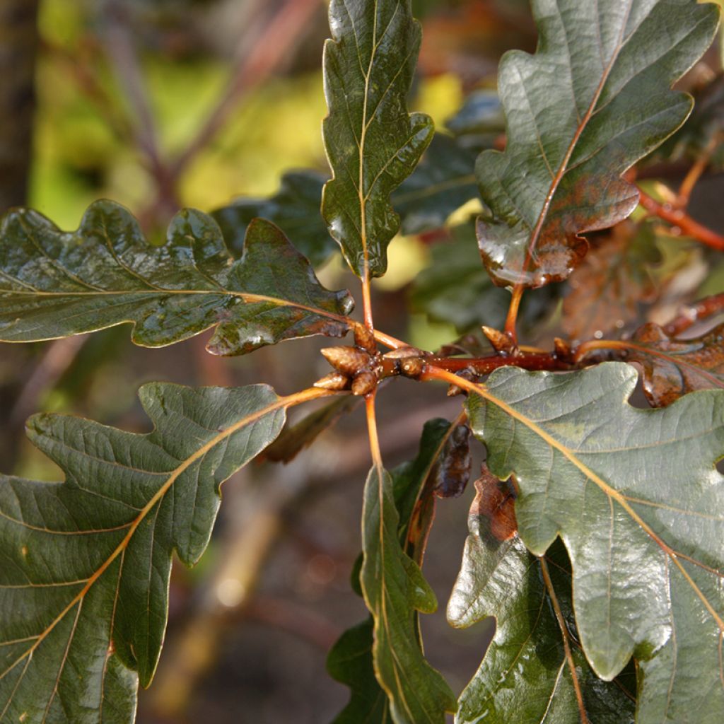 Quercus petraea Purpurea - Sessile Oak