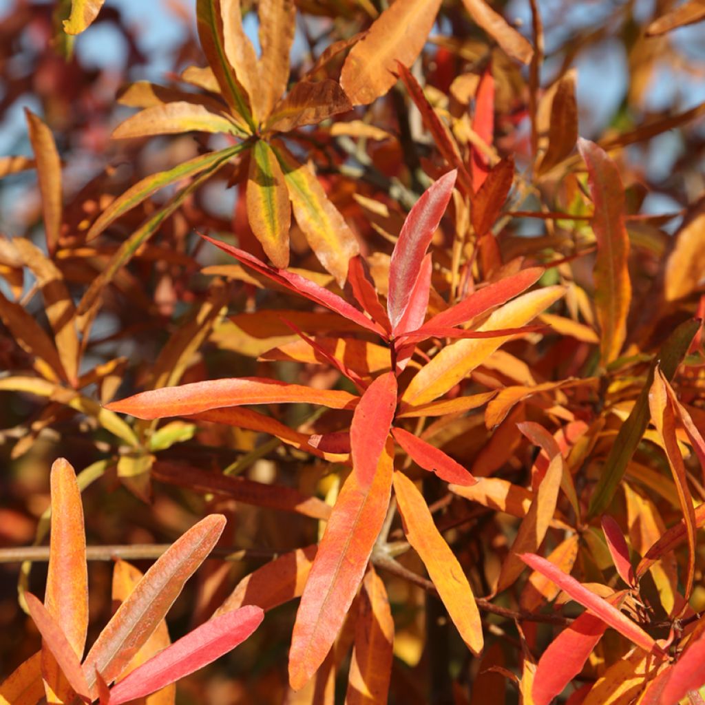 Quercus phellos - Willow Oak