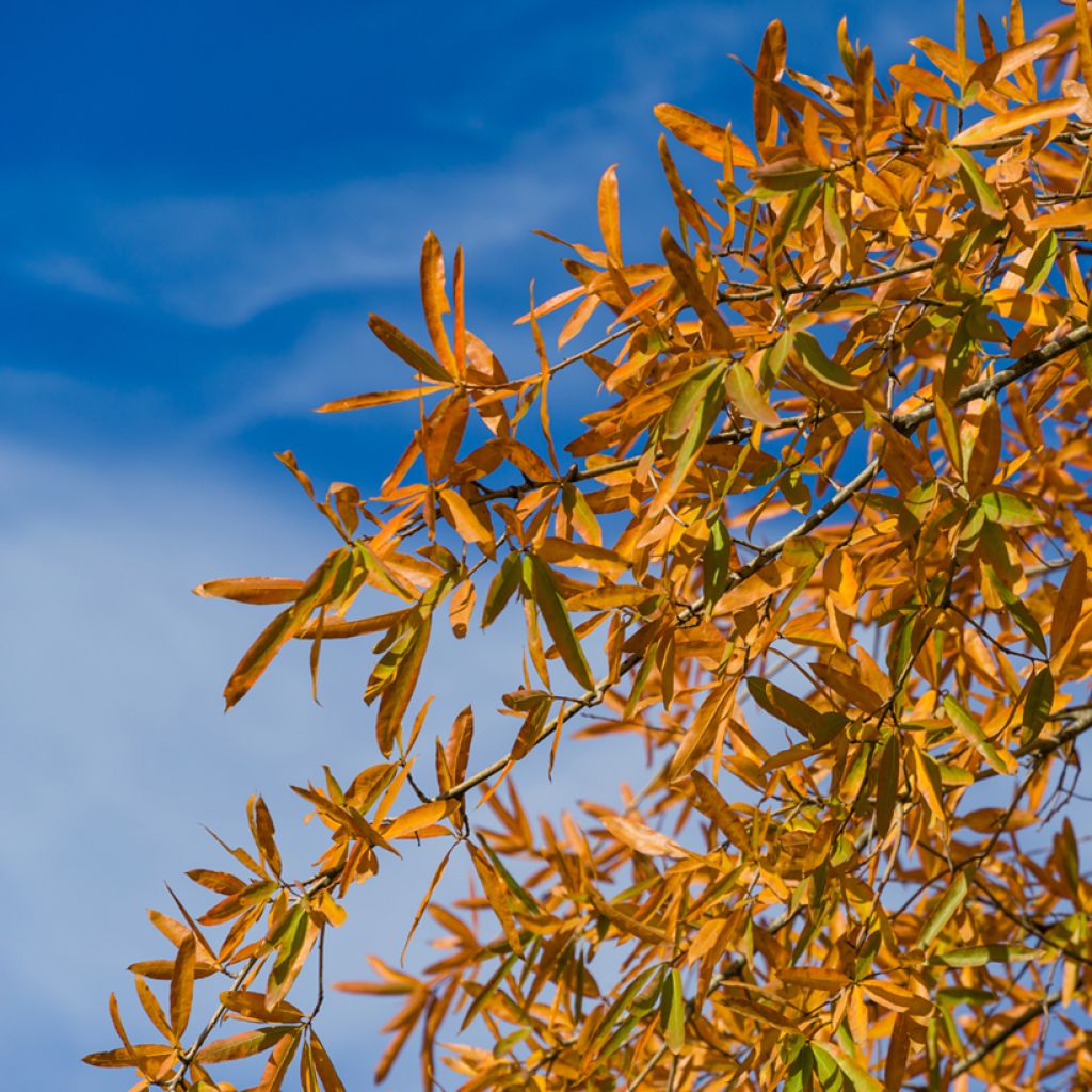 Quercus phellos - Willow Oak