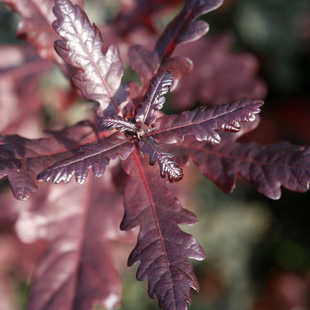 Quercus robur Atropurpurea - English Oak