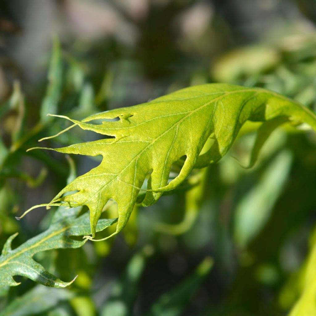 Quercus robur Miky - Oak