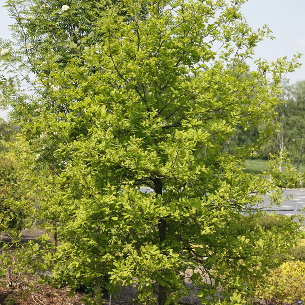 Quercus robur Rita's Gold - English Oak