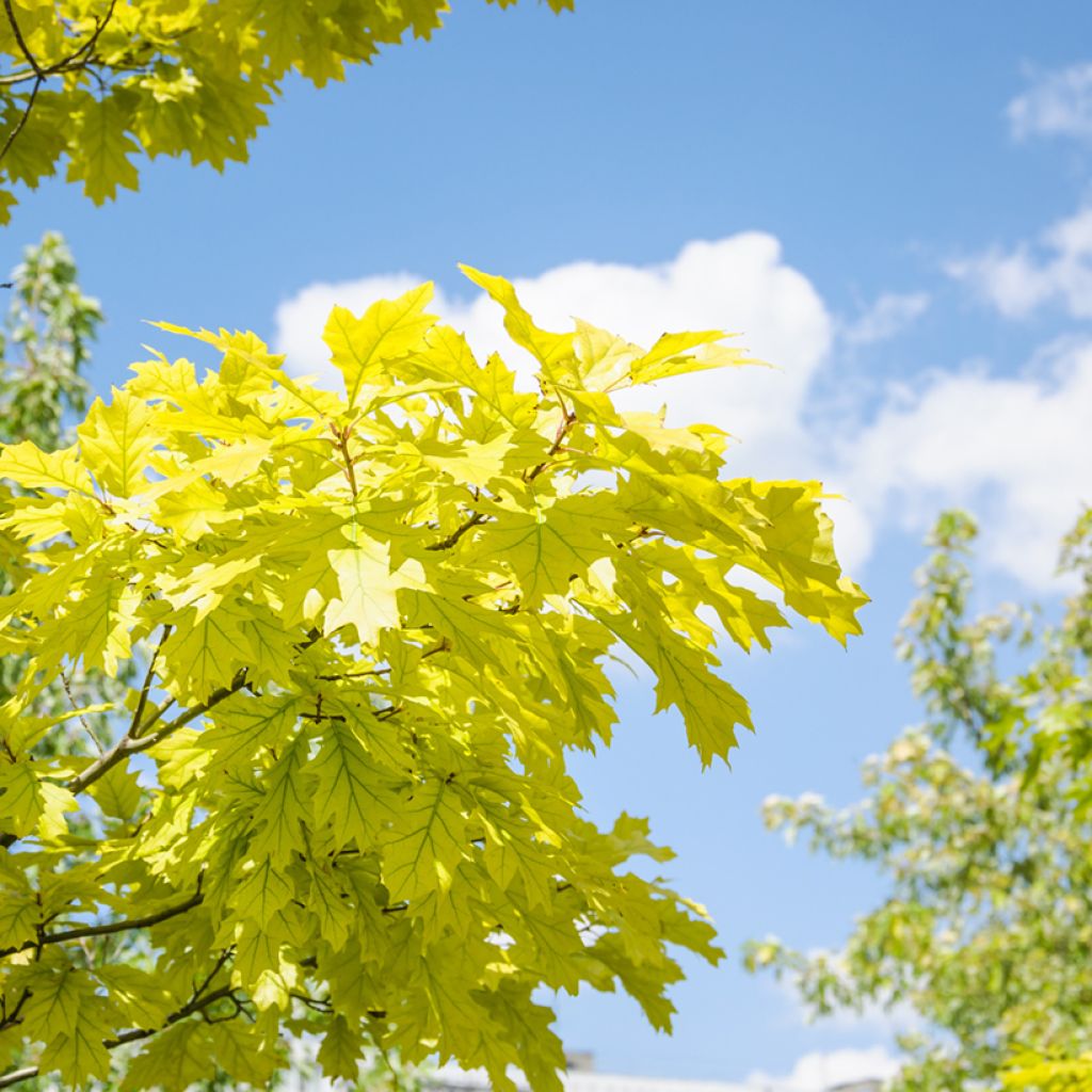 Quercus rubra Aurea