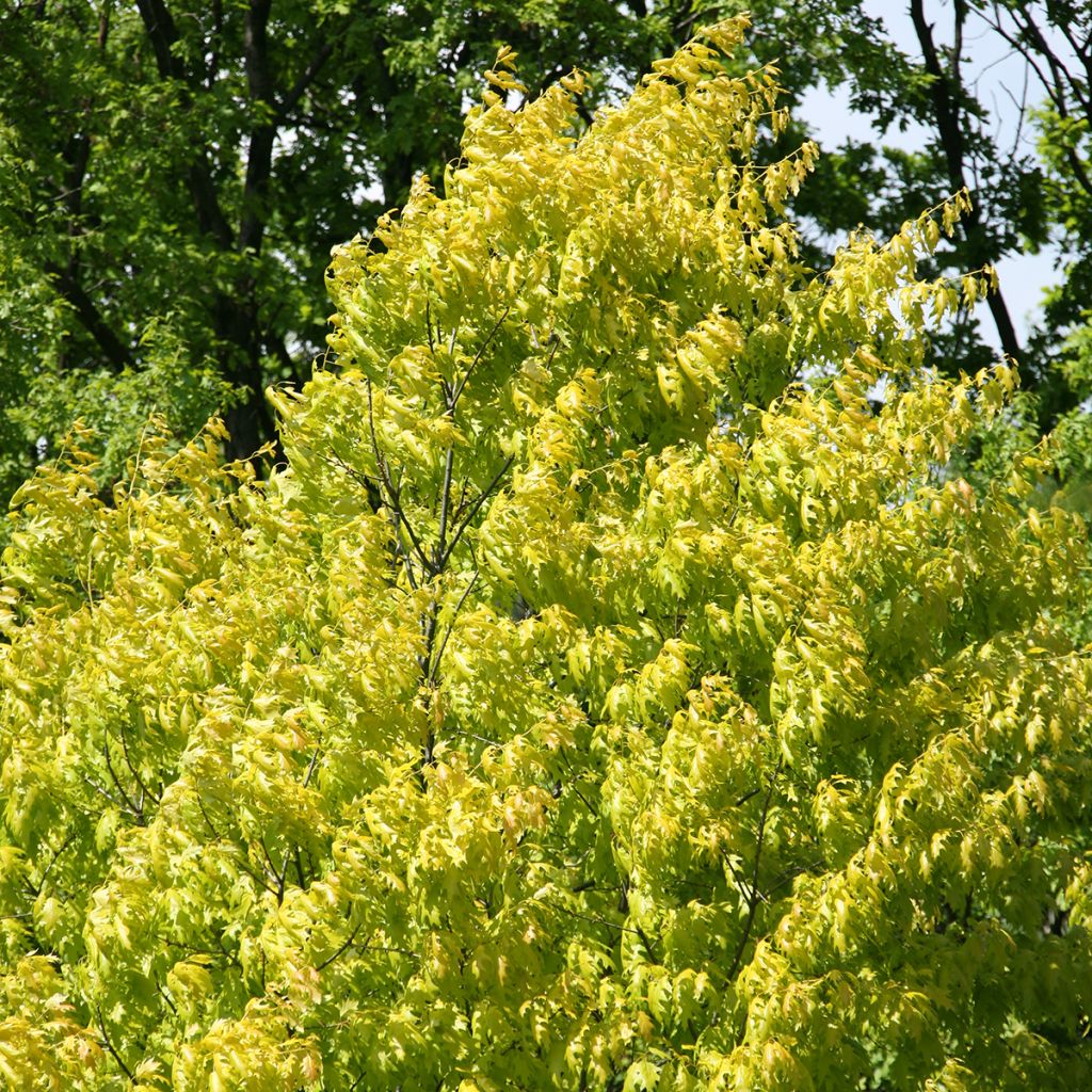 Quercus rubra Aurea