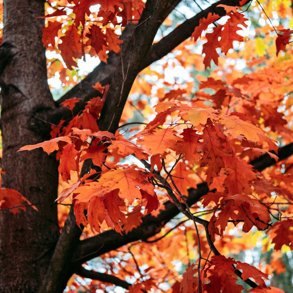 Quercus rubra - Red Oak