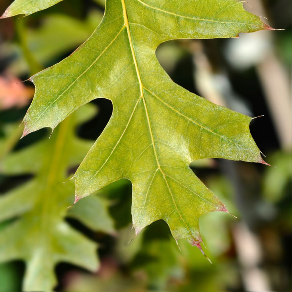 Quercus texana (nuttallii) New Madrid