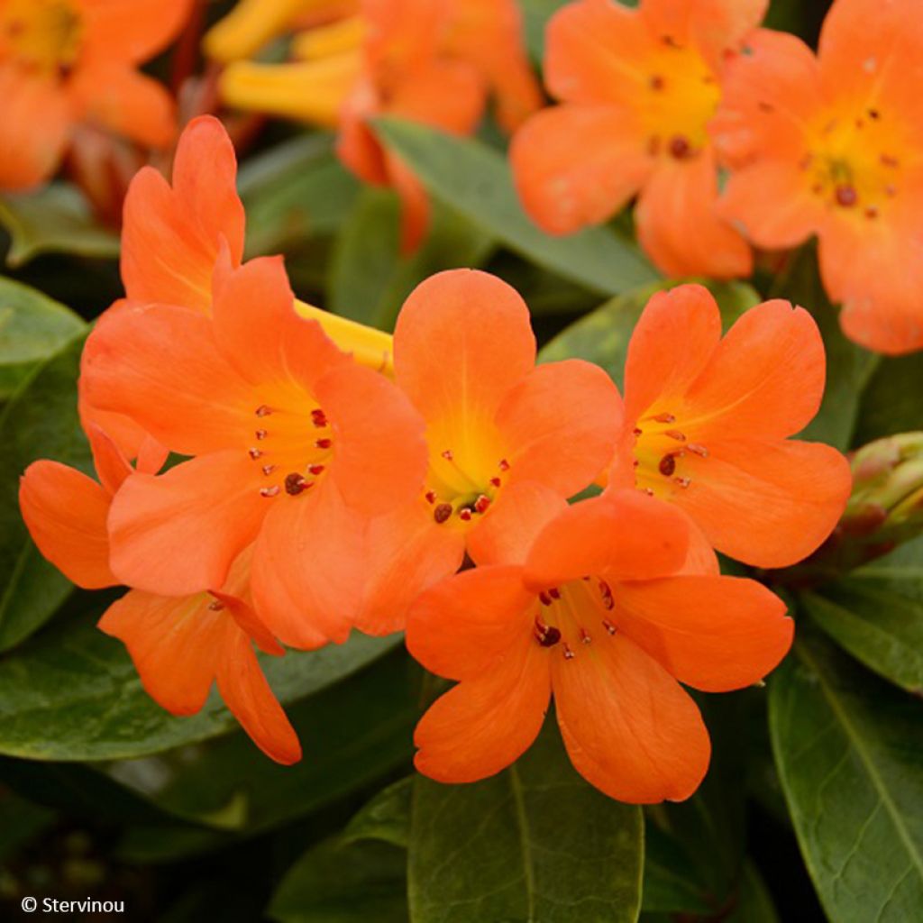 Rhododendron vireya Vladimir Bukovski - Tropical Rhododendron