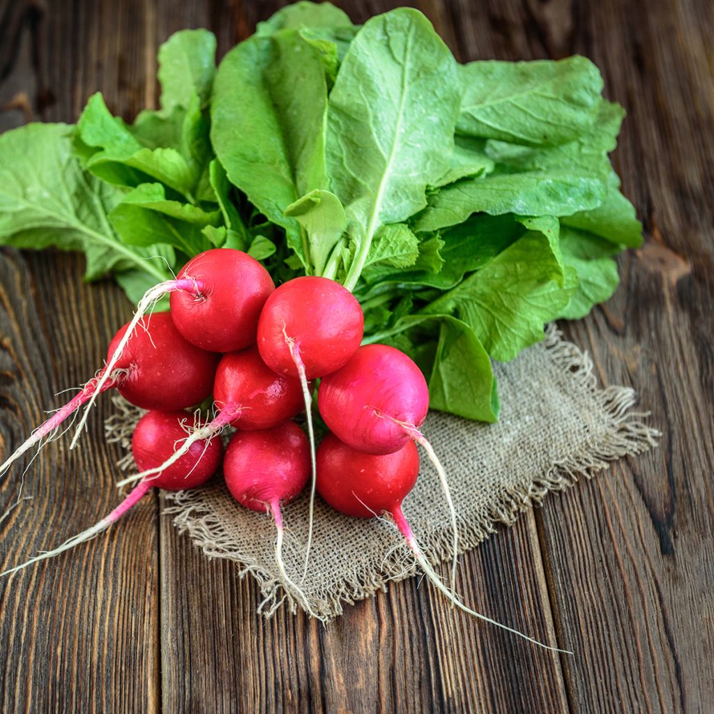 Radish Cerise
