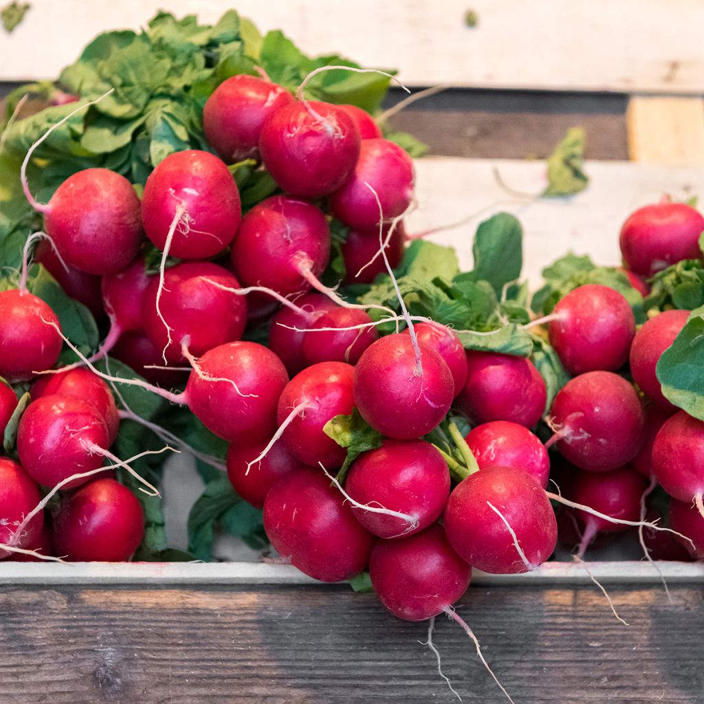 Radish Cerise