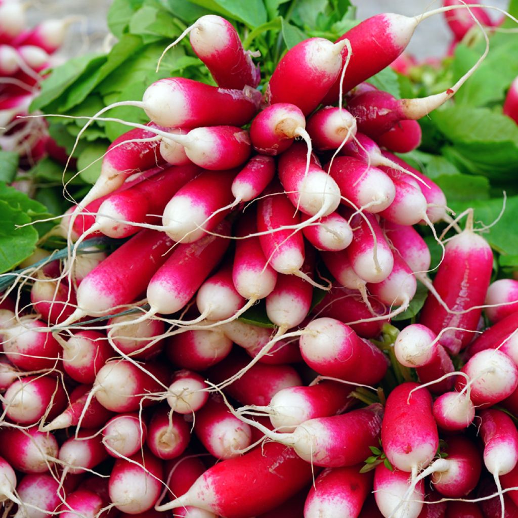 Flamboyant Radish