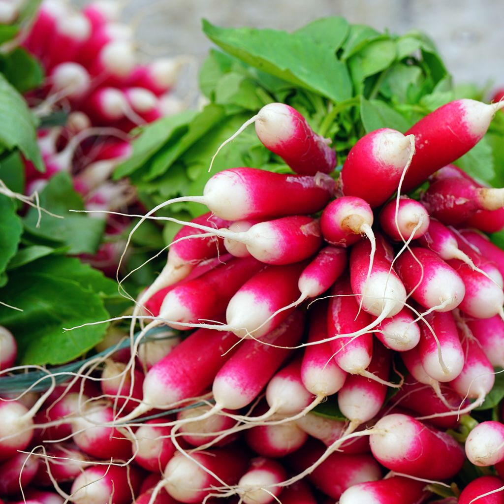 French Breakfast Organic Radish
