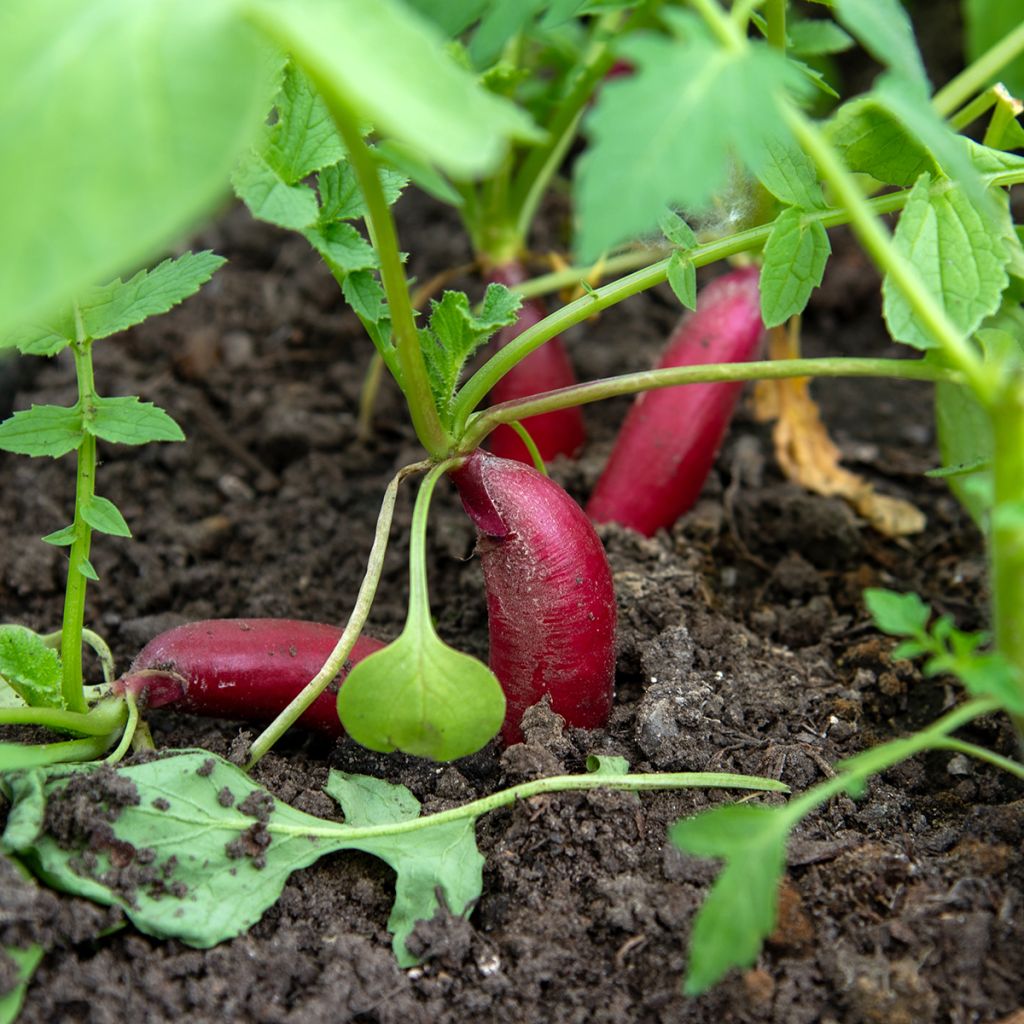 French Breakfast Organic Radish