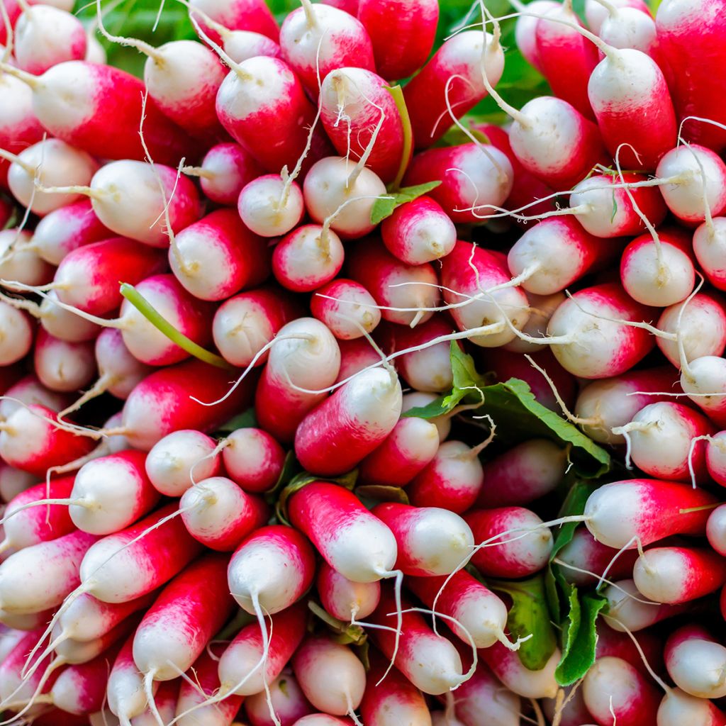 French Breakfast Organic Radish